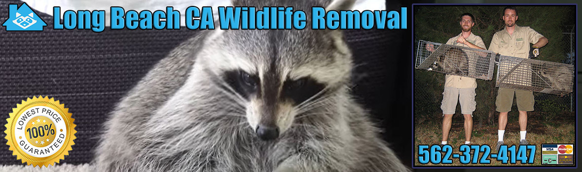 Long Beach Wildlife and Animal Removal